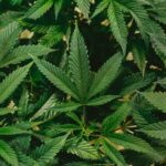 Photo Medical cannabis